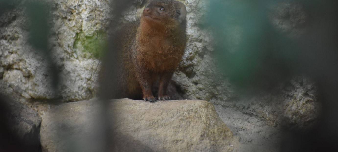 Neue Bewohner im Allwetterzoo
