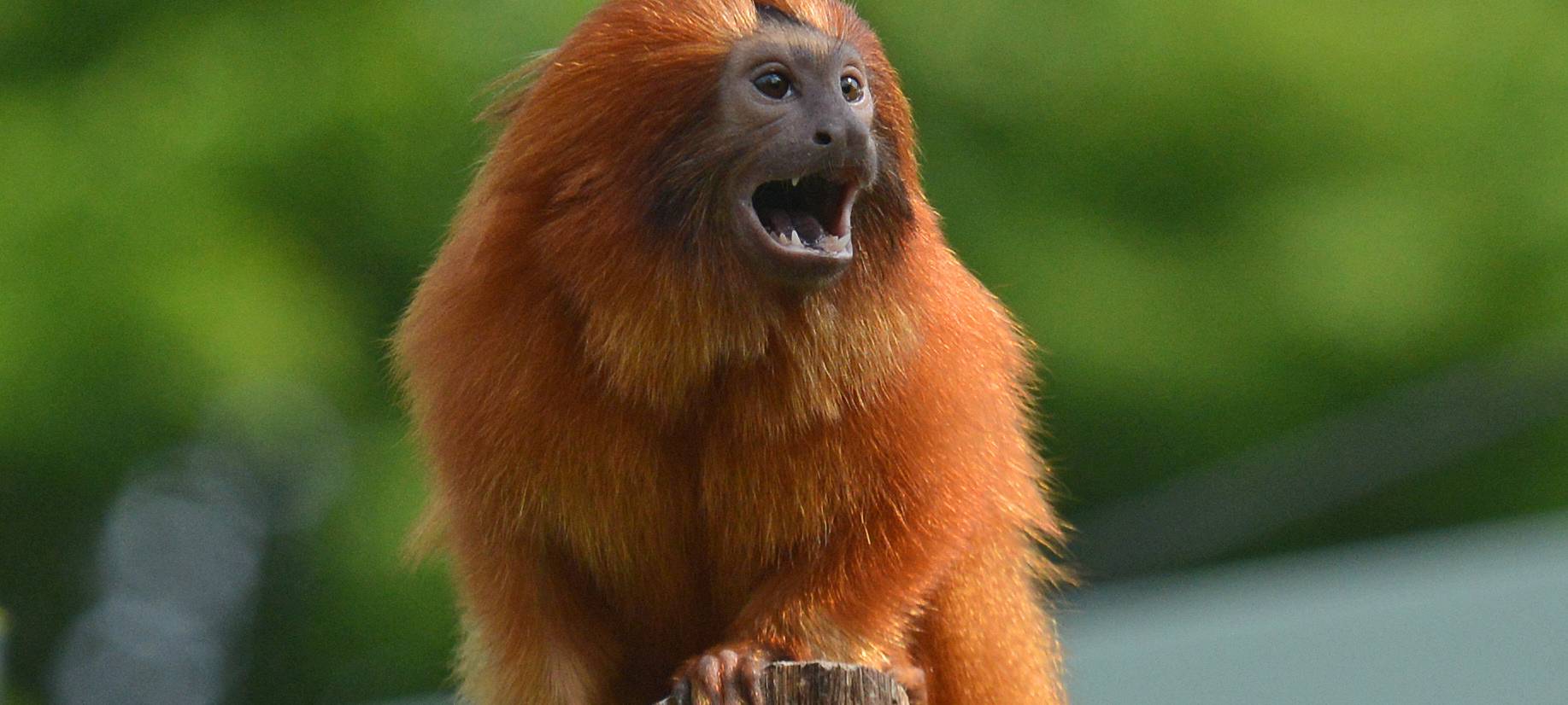 Allwetterzoo erhöht Eintrittspreise