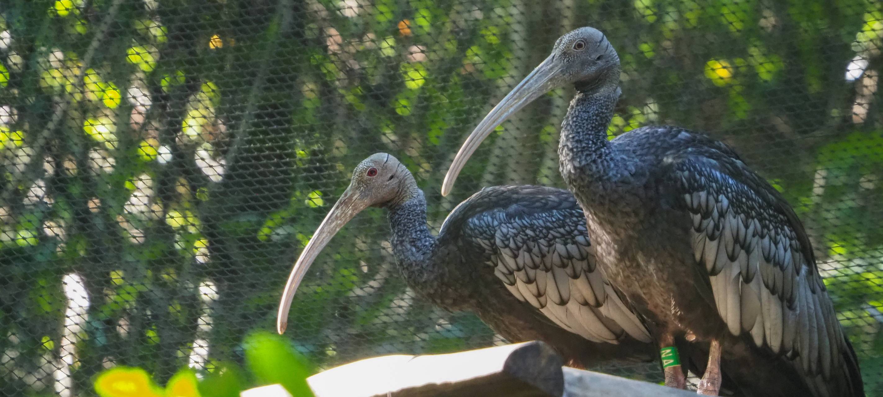 Allwetterzoo Münster trägt aktiv zur Artenerhaltung bei