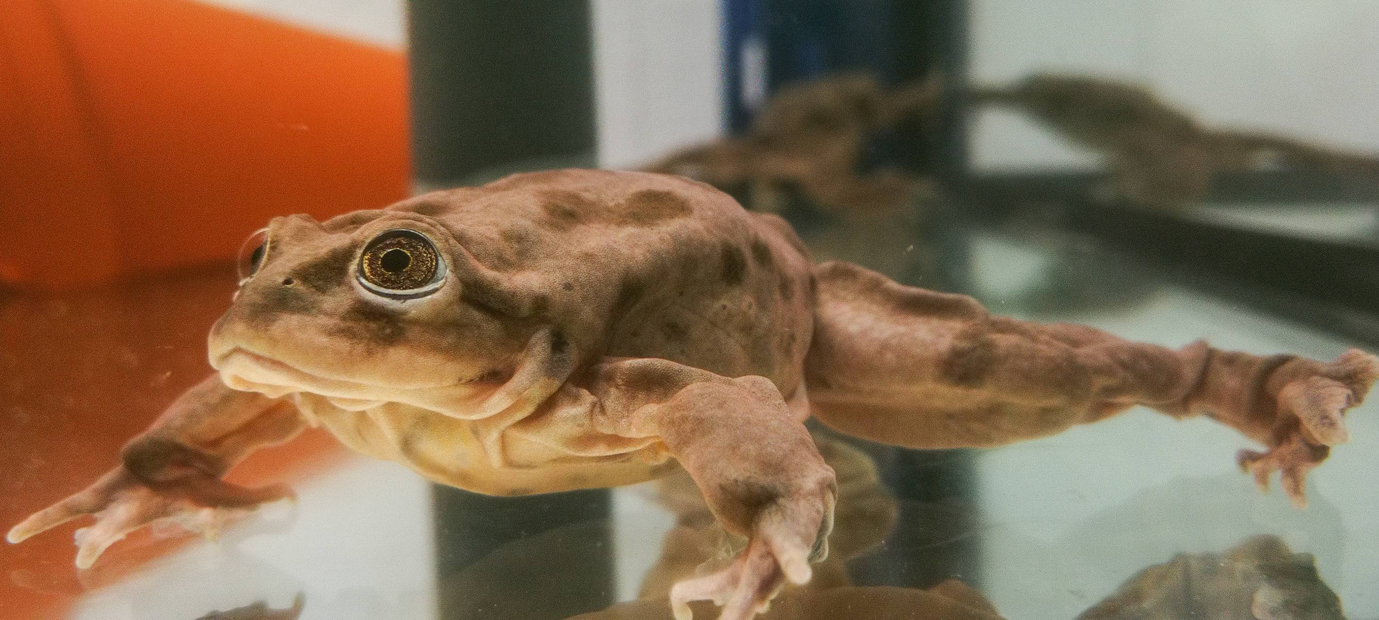 Allwetterzoo Münster trägt aktiv zur Artenerhaltung bei