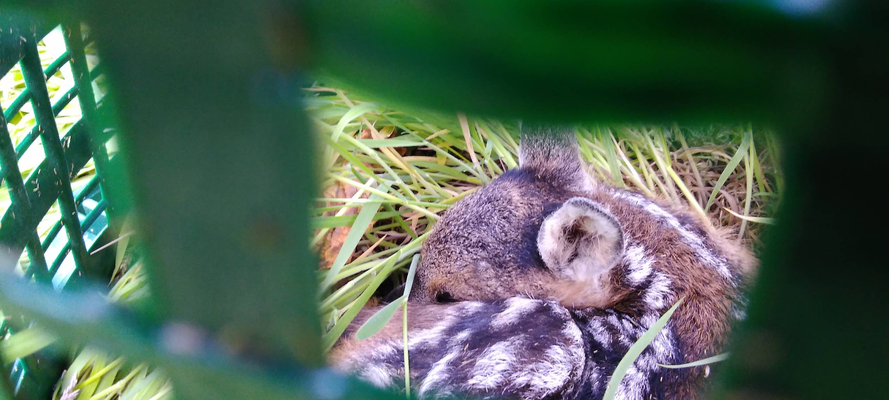 Werde "Bambi-Retter" in Münster