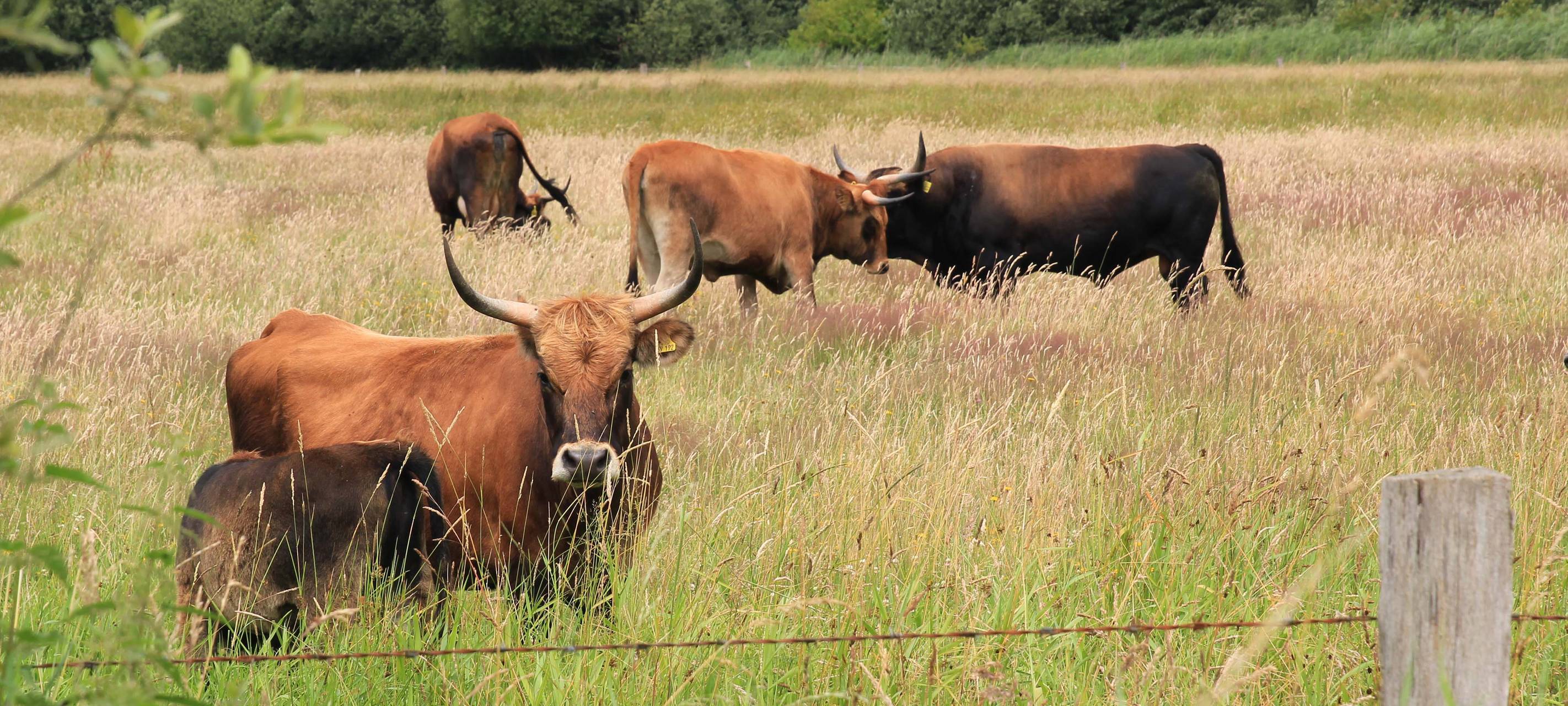 Veranstaltungen in den Rieselfeldern