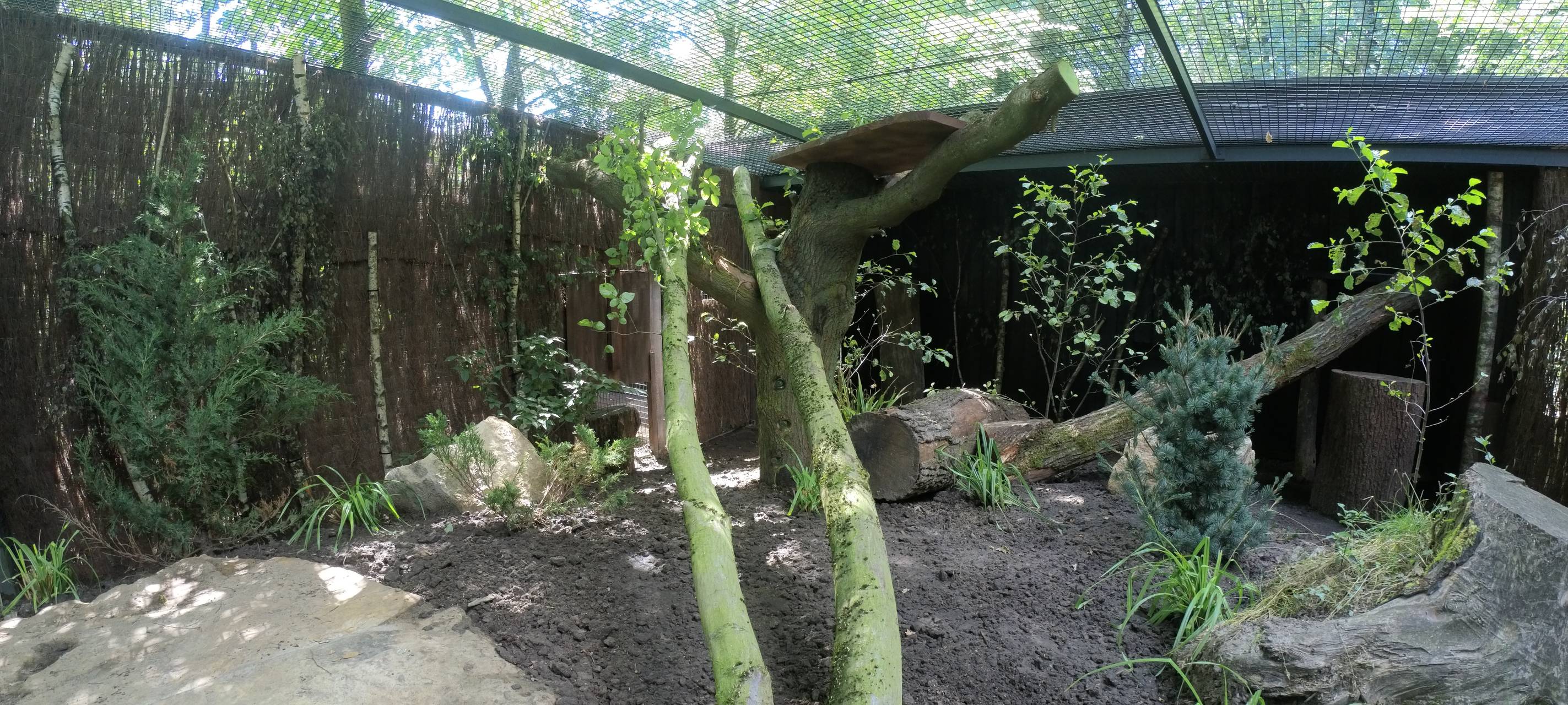 Neues Gehege für Rotluchse im Allwetterzoo