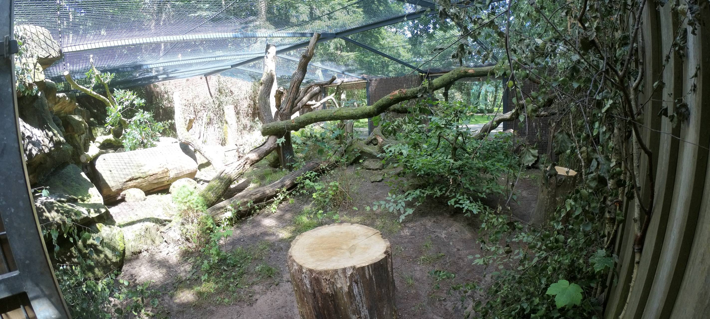 Neues Gehege für Rotluchse im Allwetterzoo