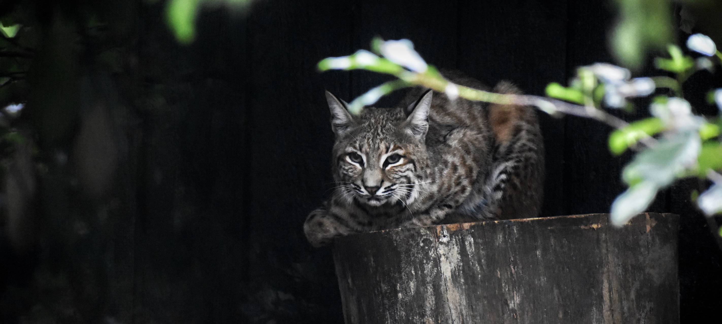 Neues Gehege für Rotluchse im Allwetterzoo