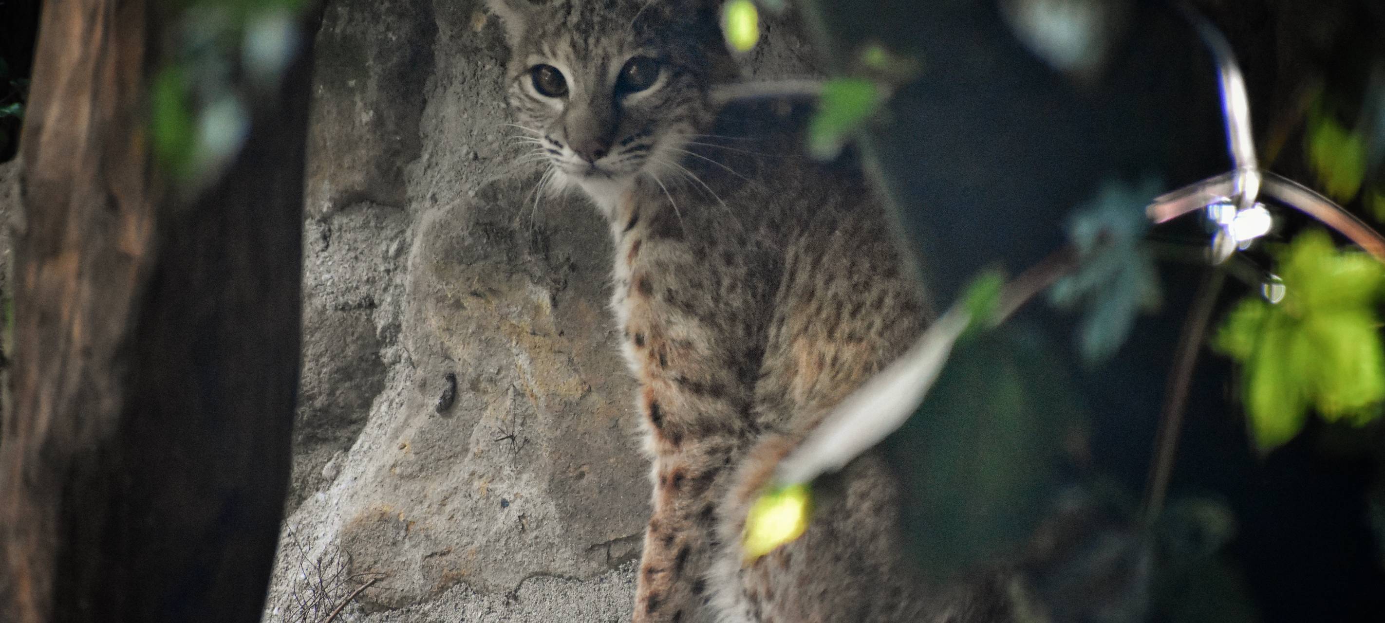 Neues Gehege für Rotluchse im Allwetterzoo