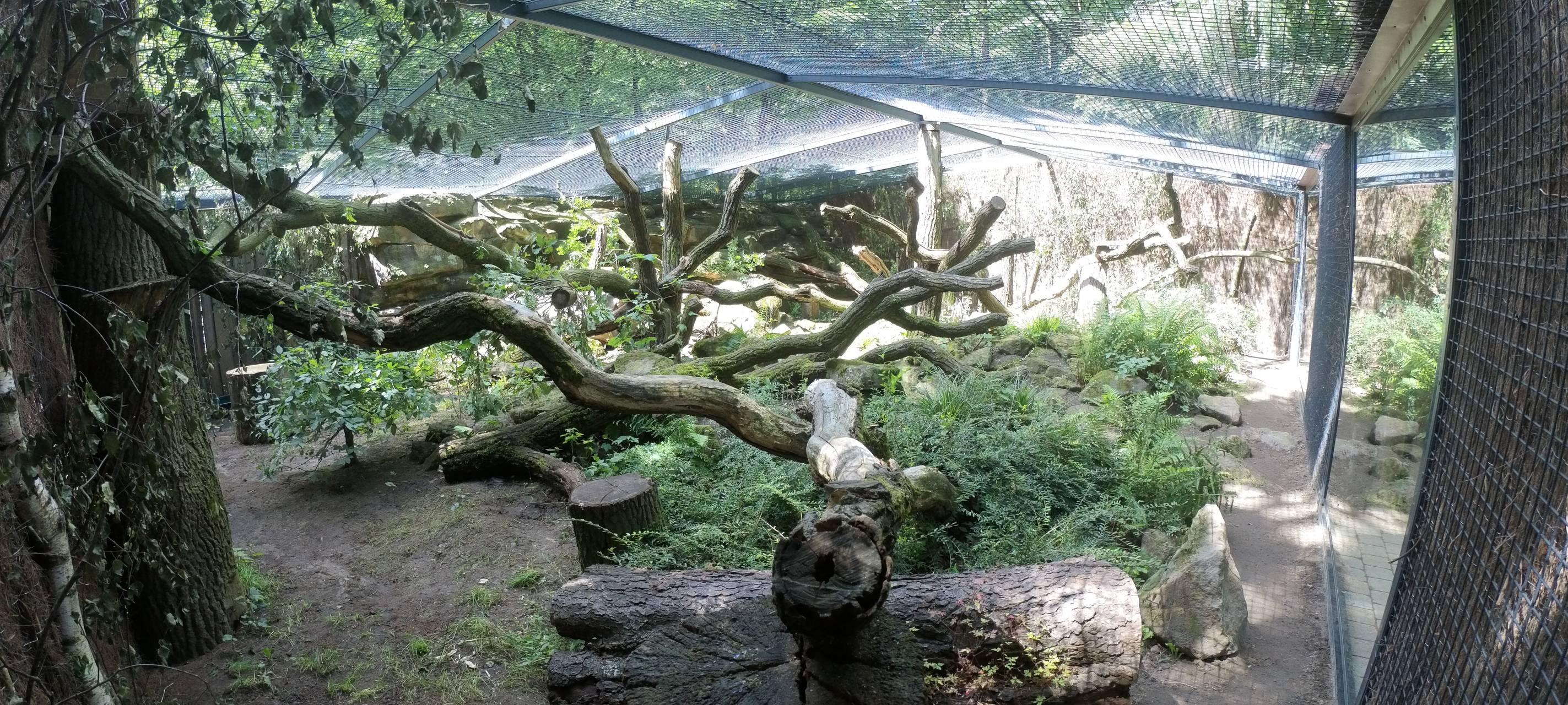 Neues Gehege für Rotluchse im Allwetterzoo