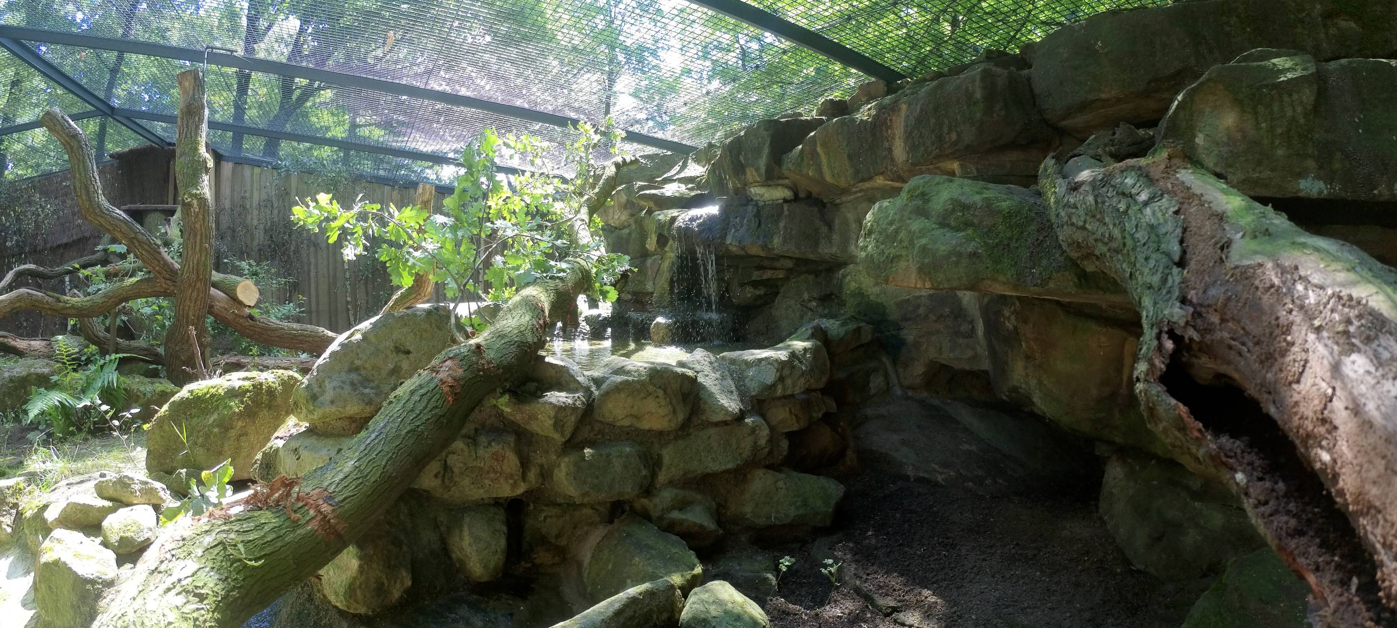 Neues Gehege für Rotluchse im Allwetterzoo