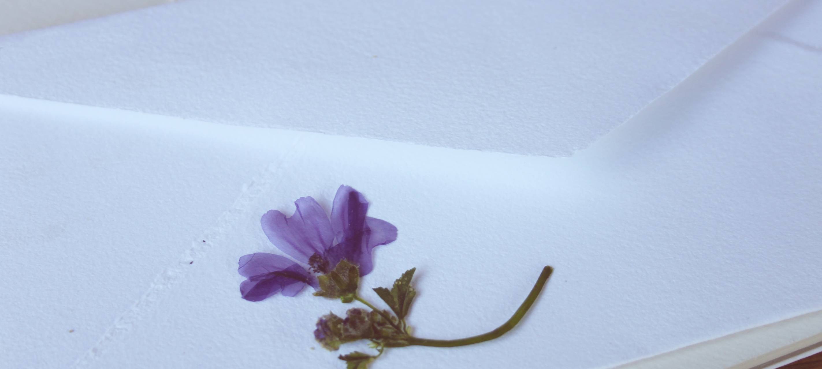 Sommerwiesenpoesie mit selbstgemachter Blütenpresse
