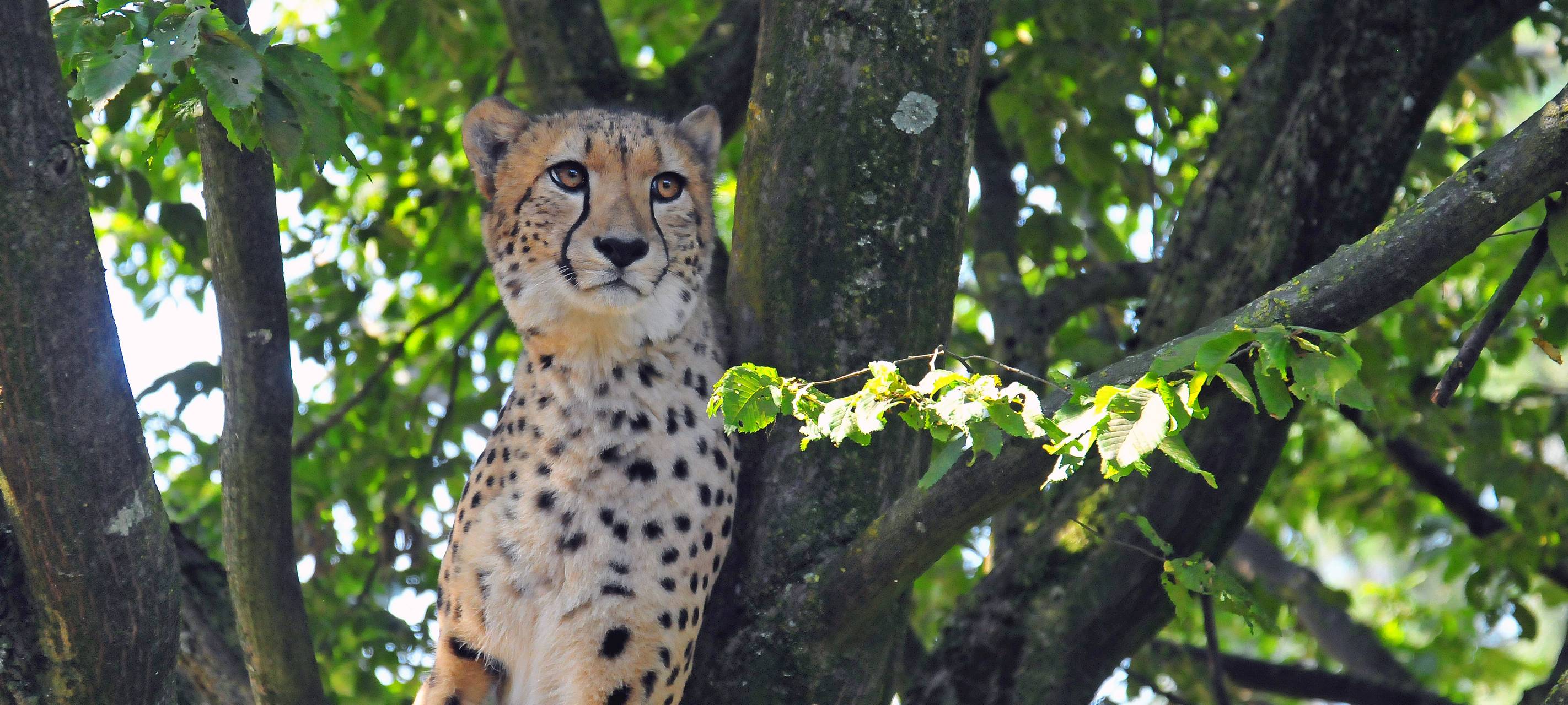 Nachwuchs bei den Geparden im Allwetterzoo
