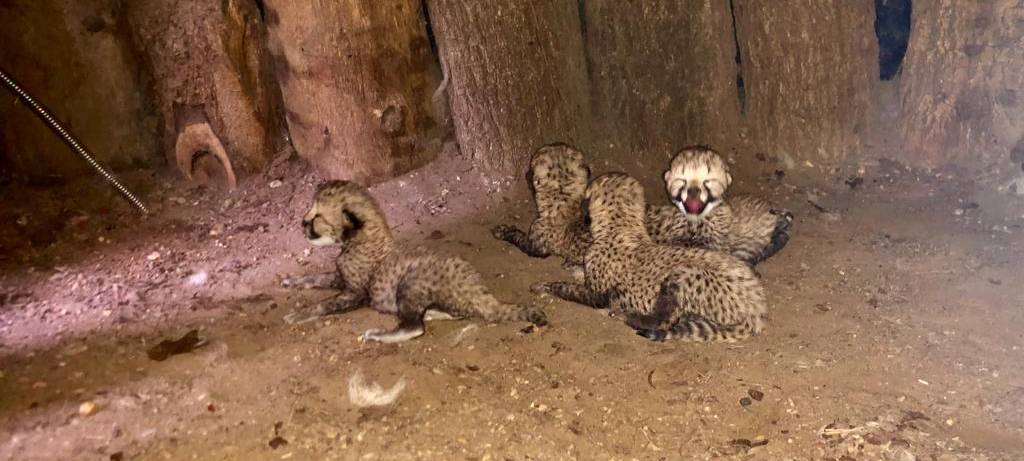 Nachwuchs bei den Geparden im Allwetterzoo