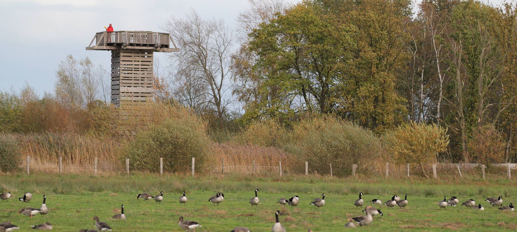 Münsters Vogelgrippe-Maßnahmen