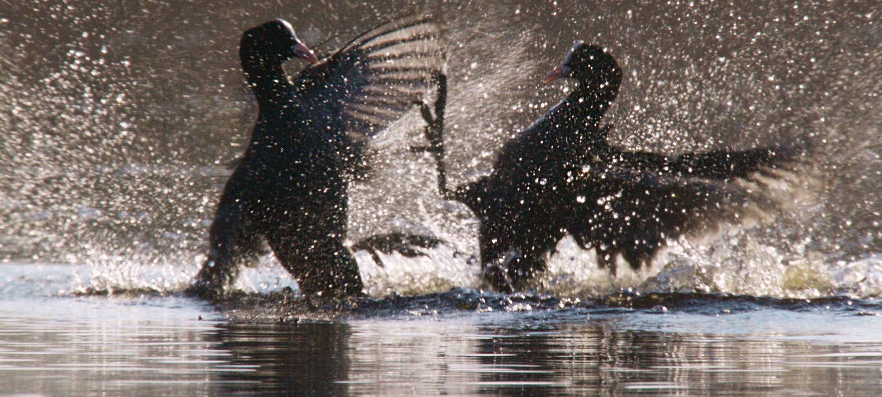 Drehkreuz Rieselfelder – Vogelparadies im Herzen Europas