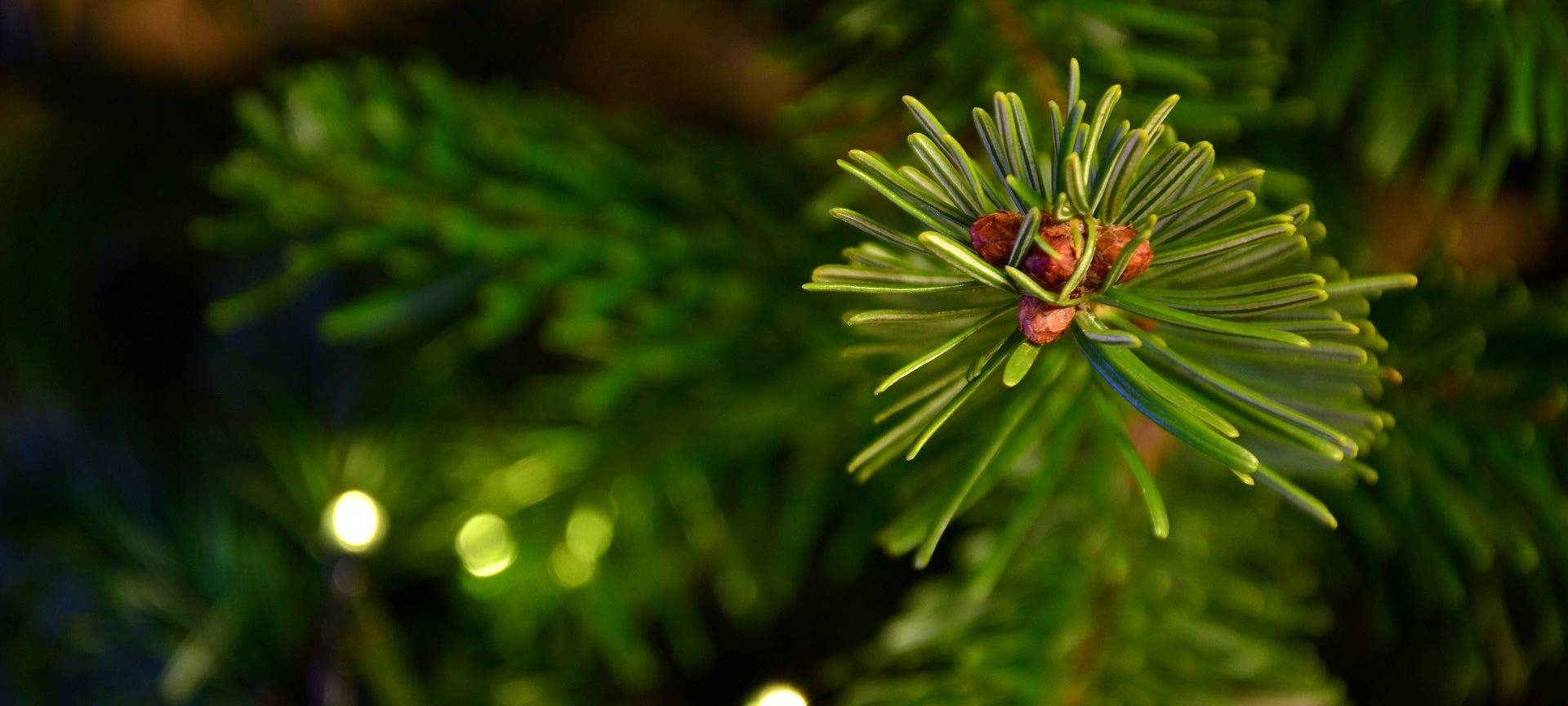 Wann kommt euer Weihnachtsbaum weg?