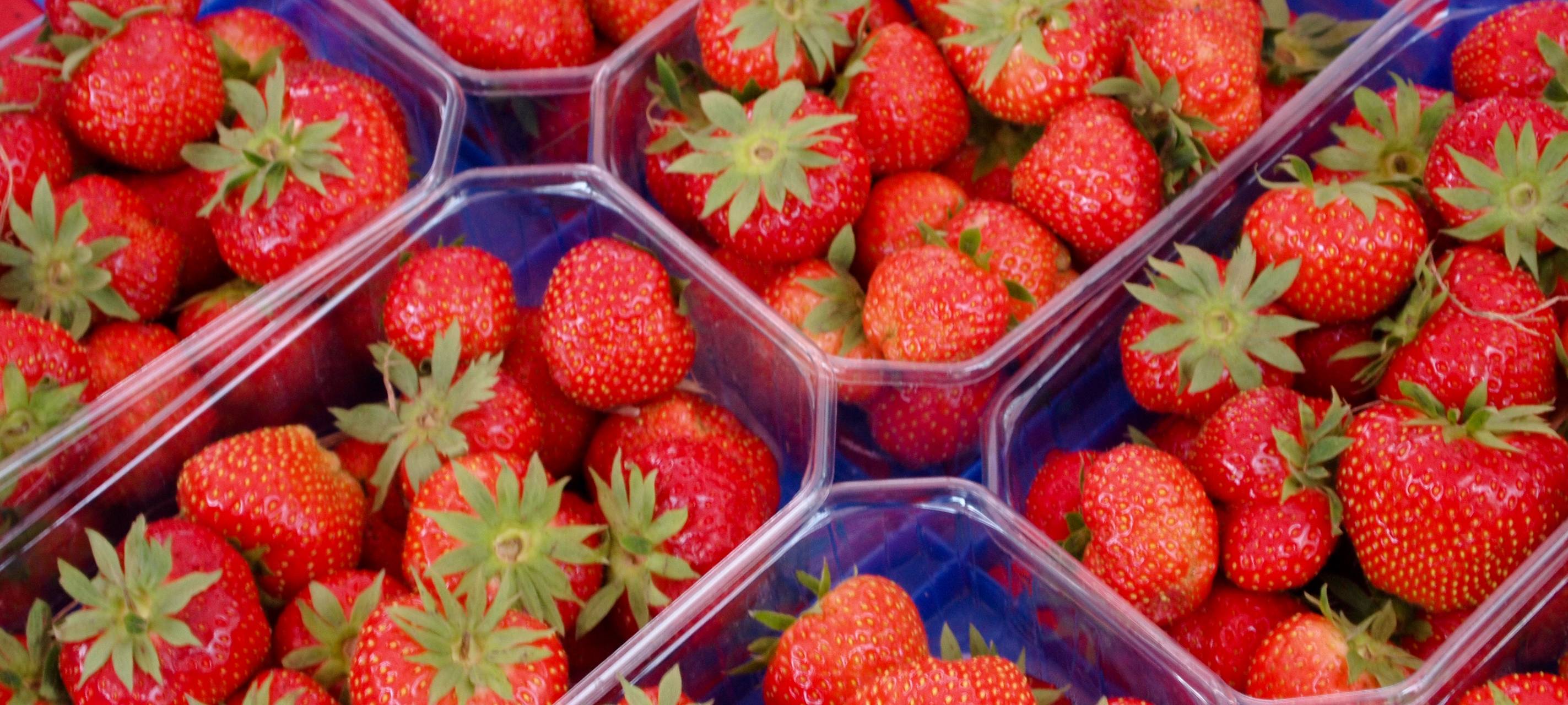 DGB fordert verbesserte Bedingungen für Erntehelfer