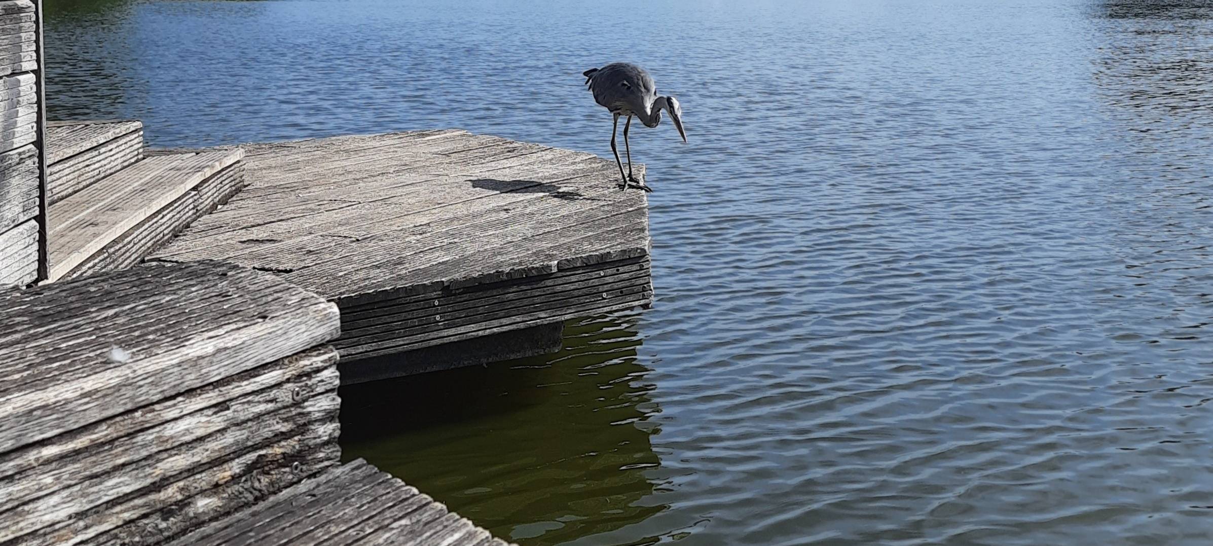 Aasee-Fische sind gesund