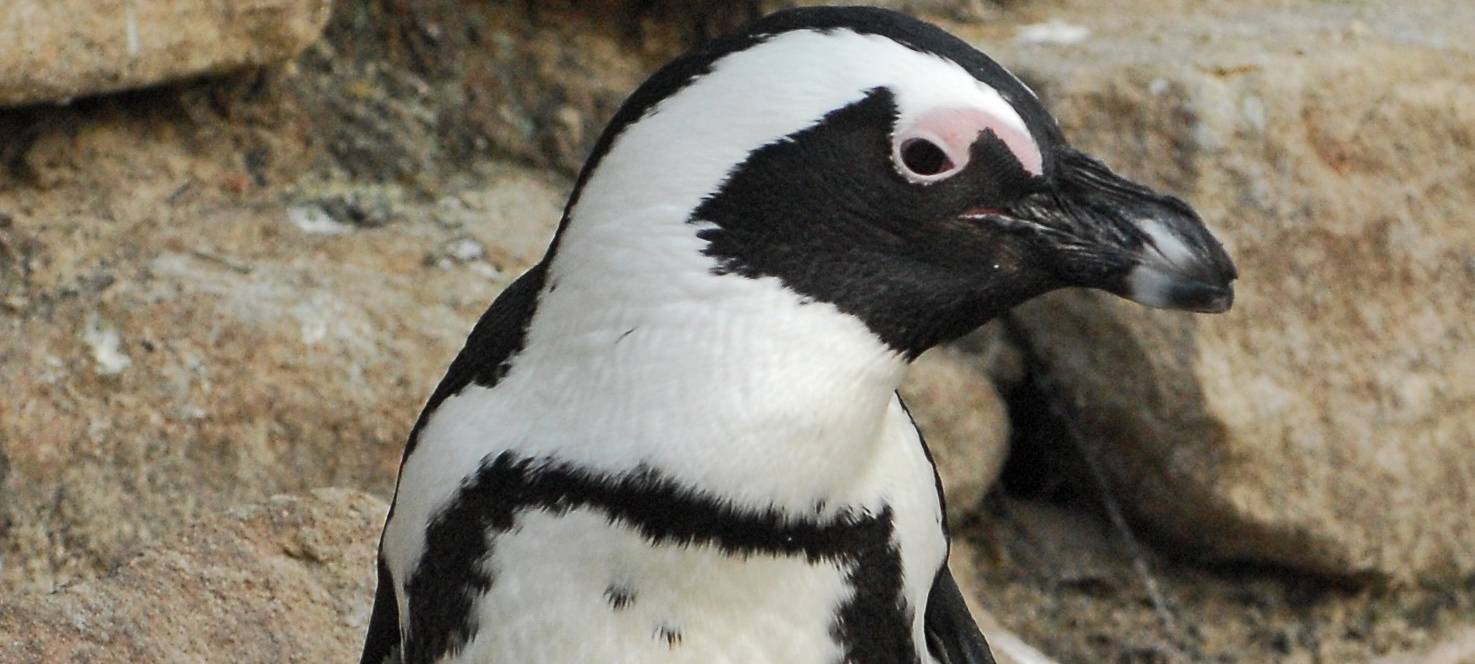 Trauer im Zoo um Pinguin Sandy
