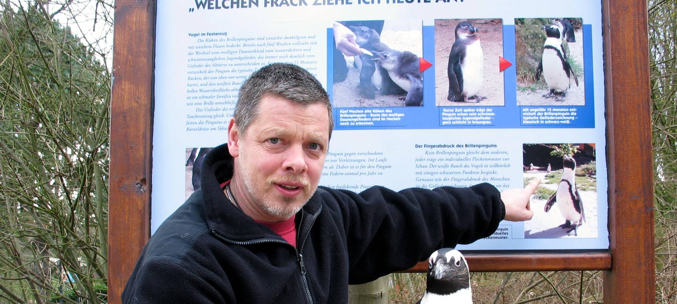 Trauer im Zoo um Pinguin Sandy
