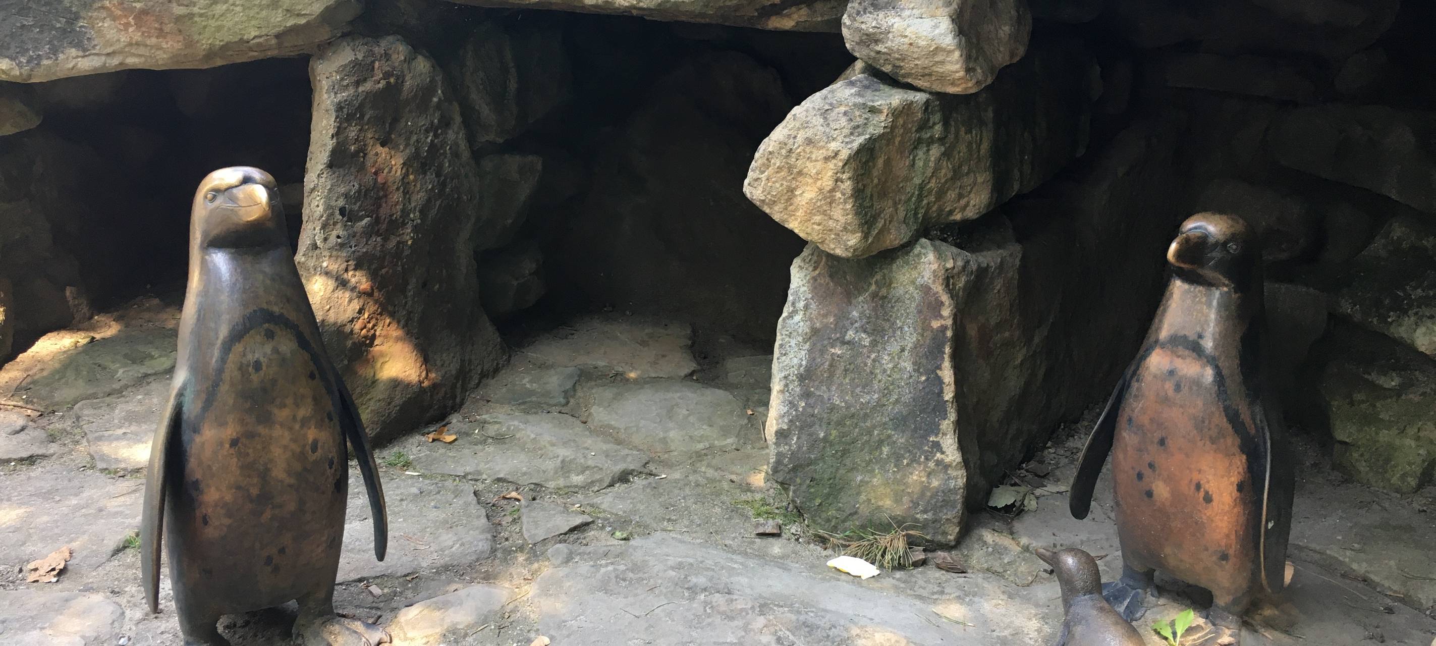 Trauer im Zoo um Pinguin Sandy