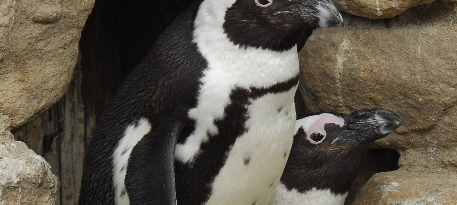 Trauer im Zoo um Pinguin Sandy