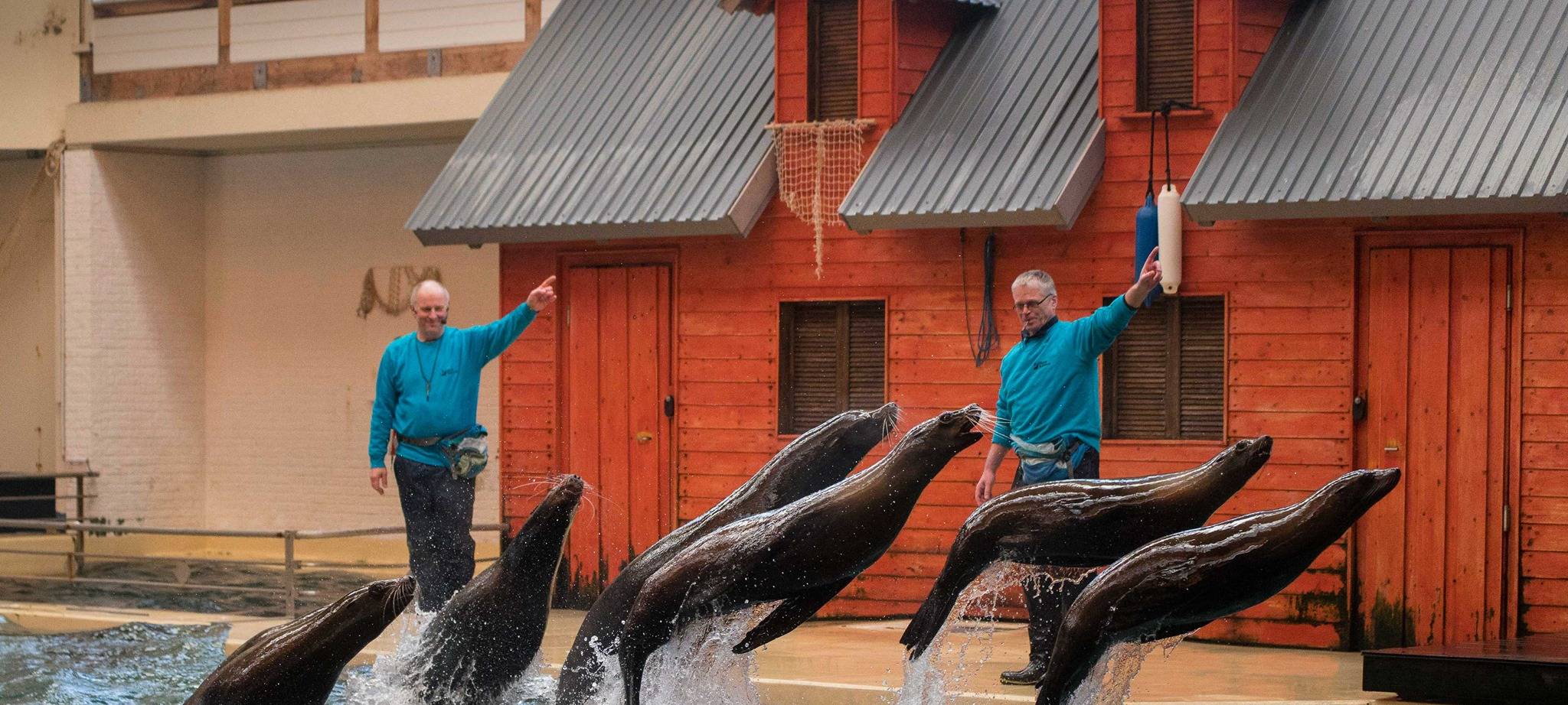 Aus für Robbenshow im Allwetterzoo