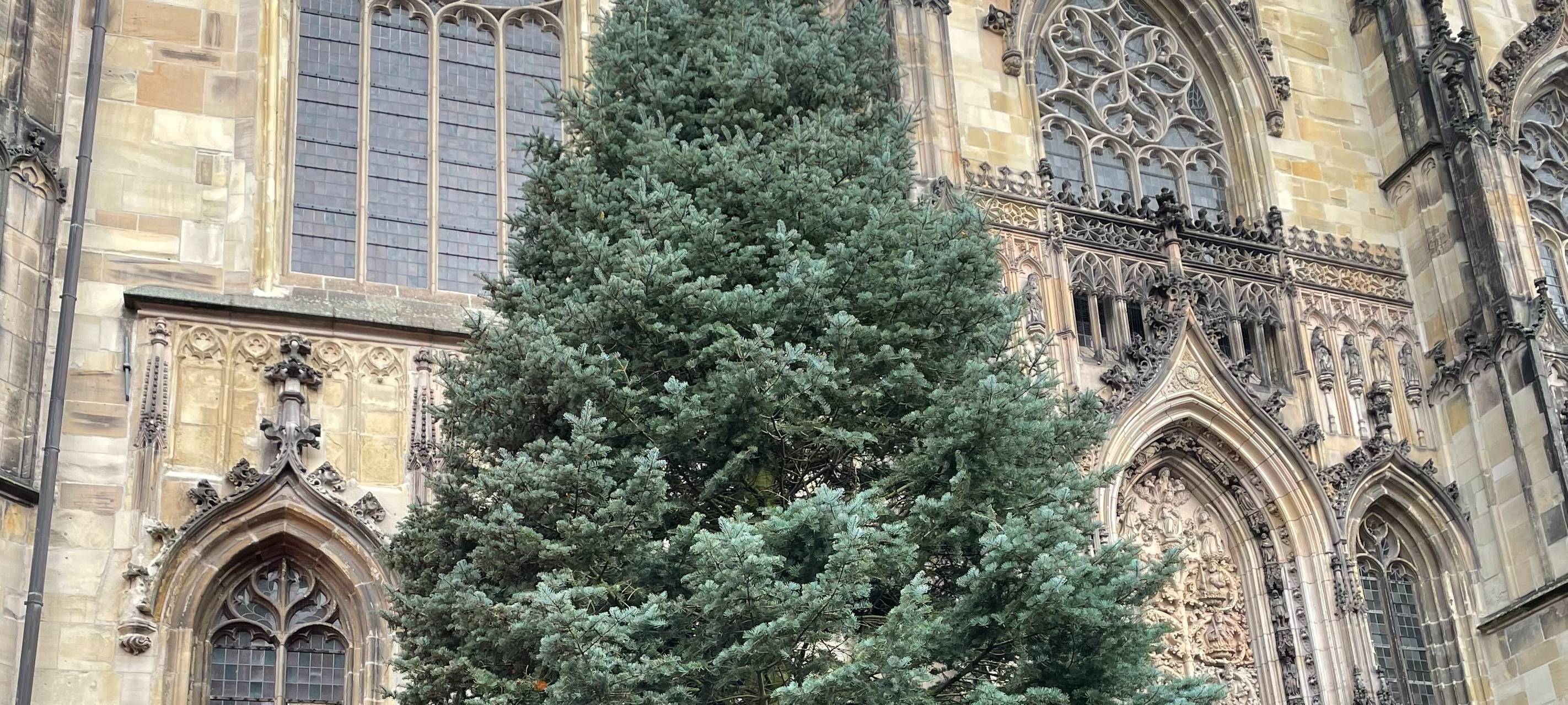 Lambertitanne wird abgebaut