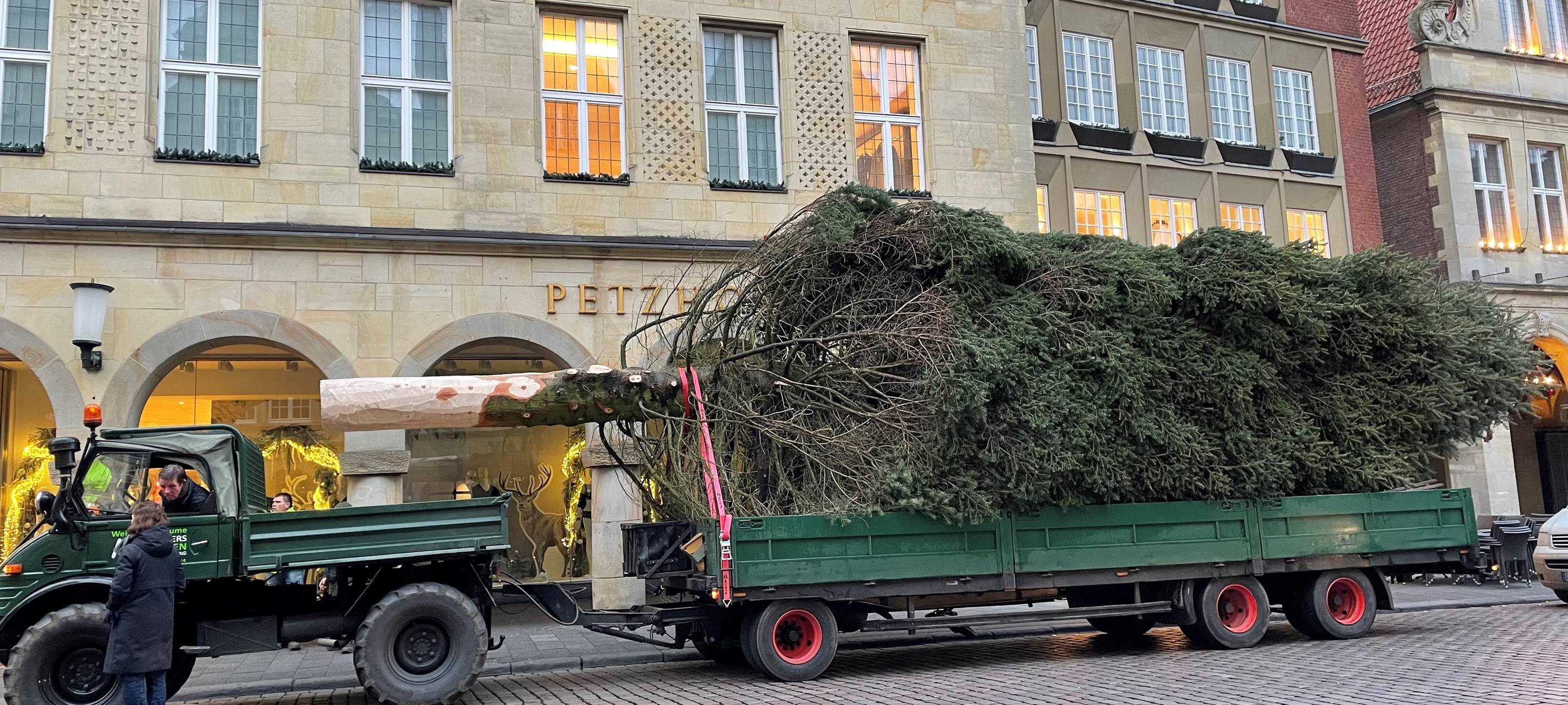Die Lambertitanne steht