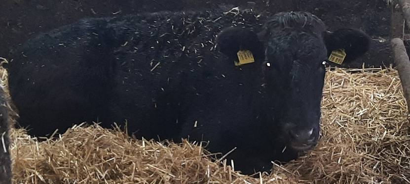 Bauer hat kostbares Rind wieder