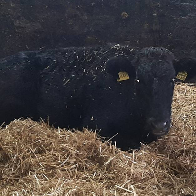 Bauer hat kostbares Rind wieder - Antenne Münster