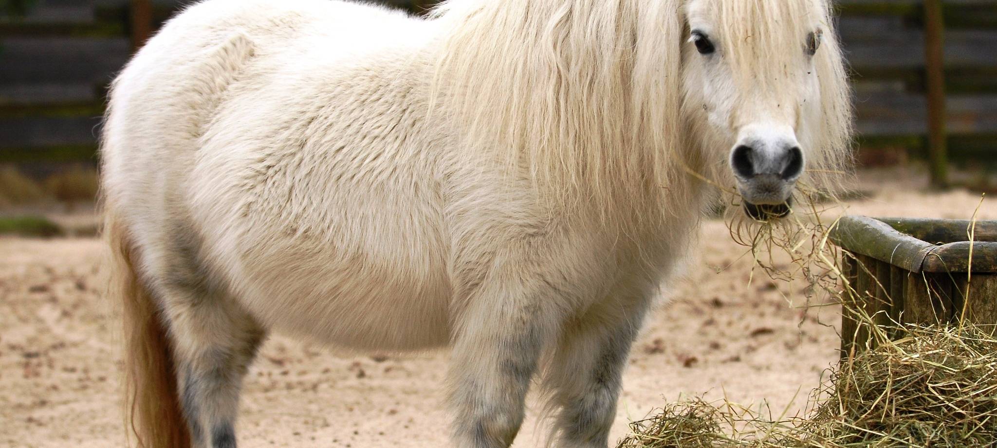 Beliebtes Shetlandpony im Allwetterzoo gestorben