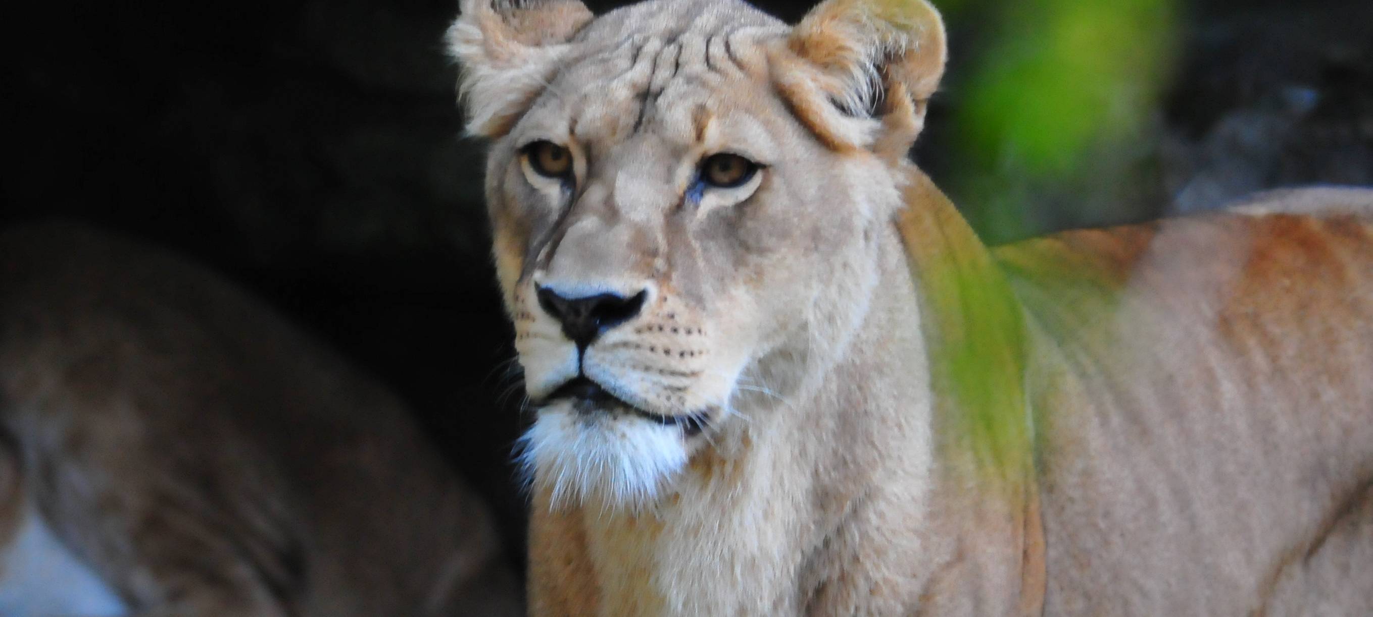 Geburtstag im Zoo: Zeta ist ältester Löwe Europas