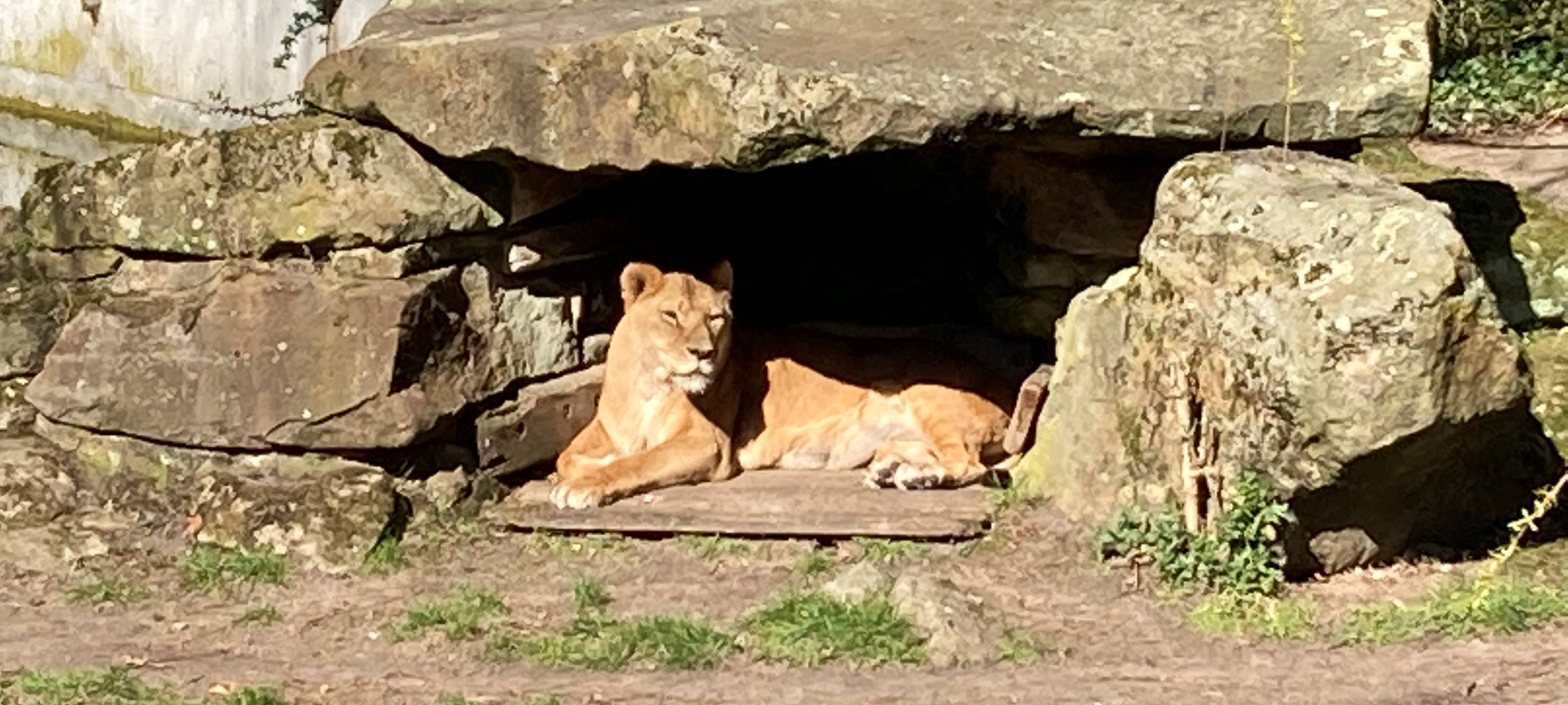 Geburtstag im Zoo: Zeta ist ältester Löwe Europas