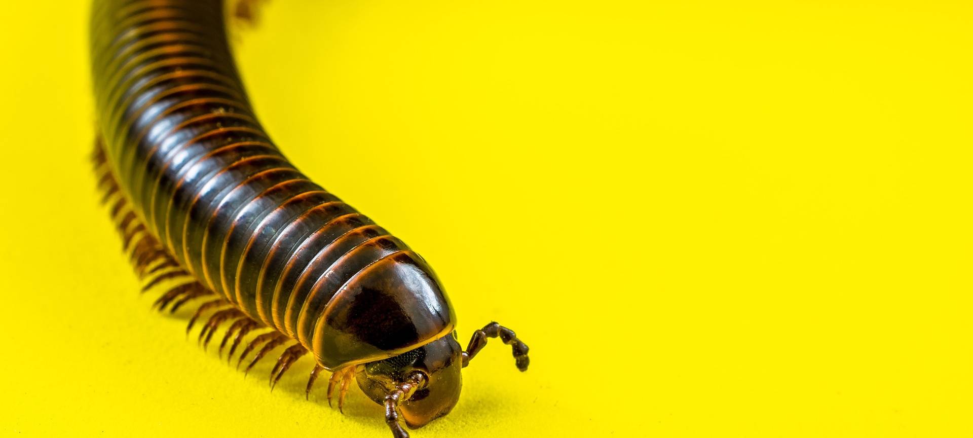 "Tausendfüßler" und "Muskeltiere"