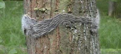 Immer weniger Eichenprozessionsspinner