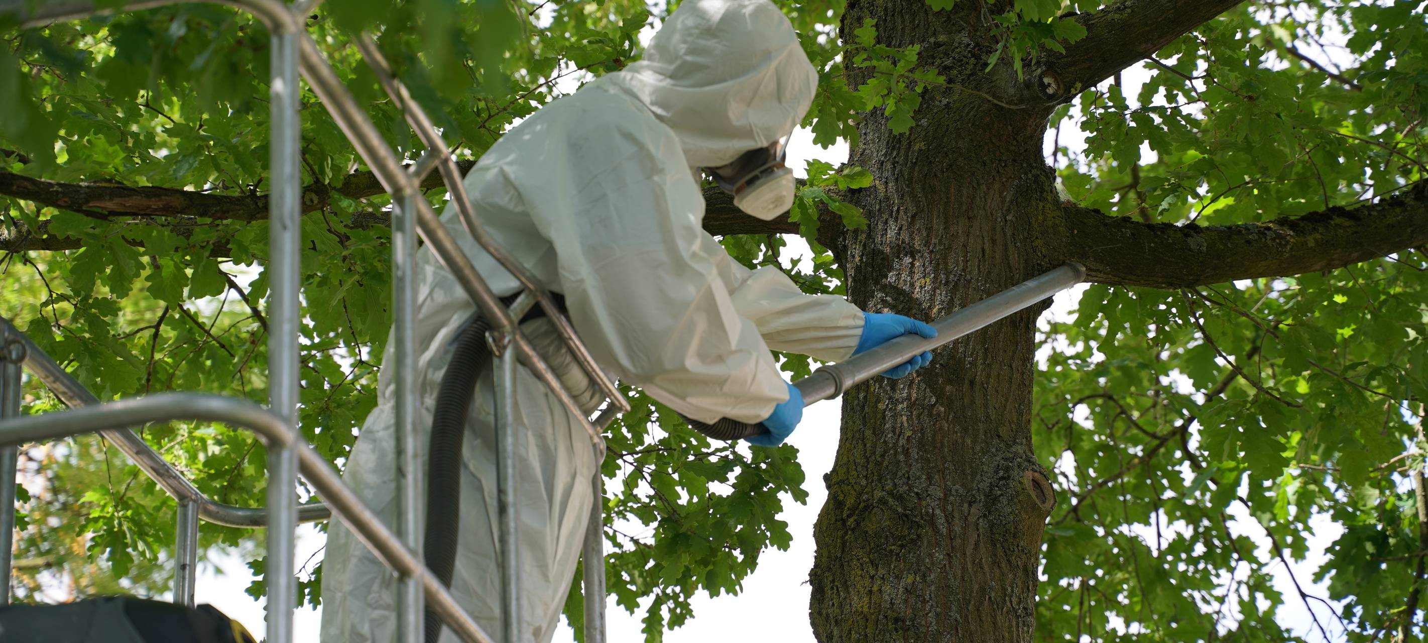 Immer weniger Eichenprozessionsspinner