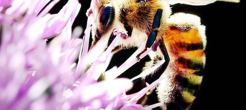 Symbolbild: Biene an Blüte