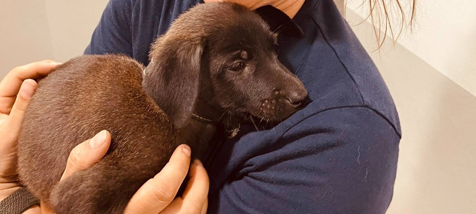 Polizei befreit Hundewelpen