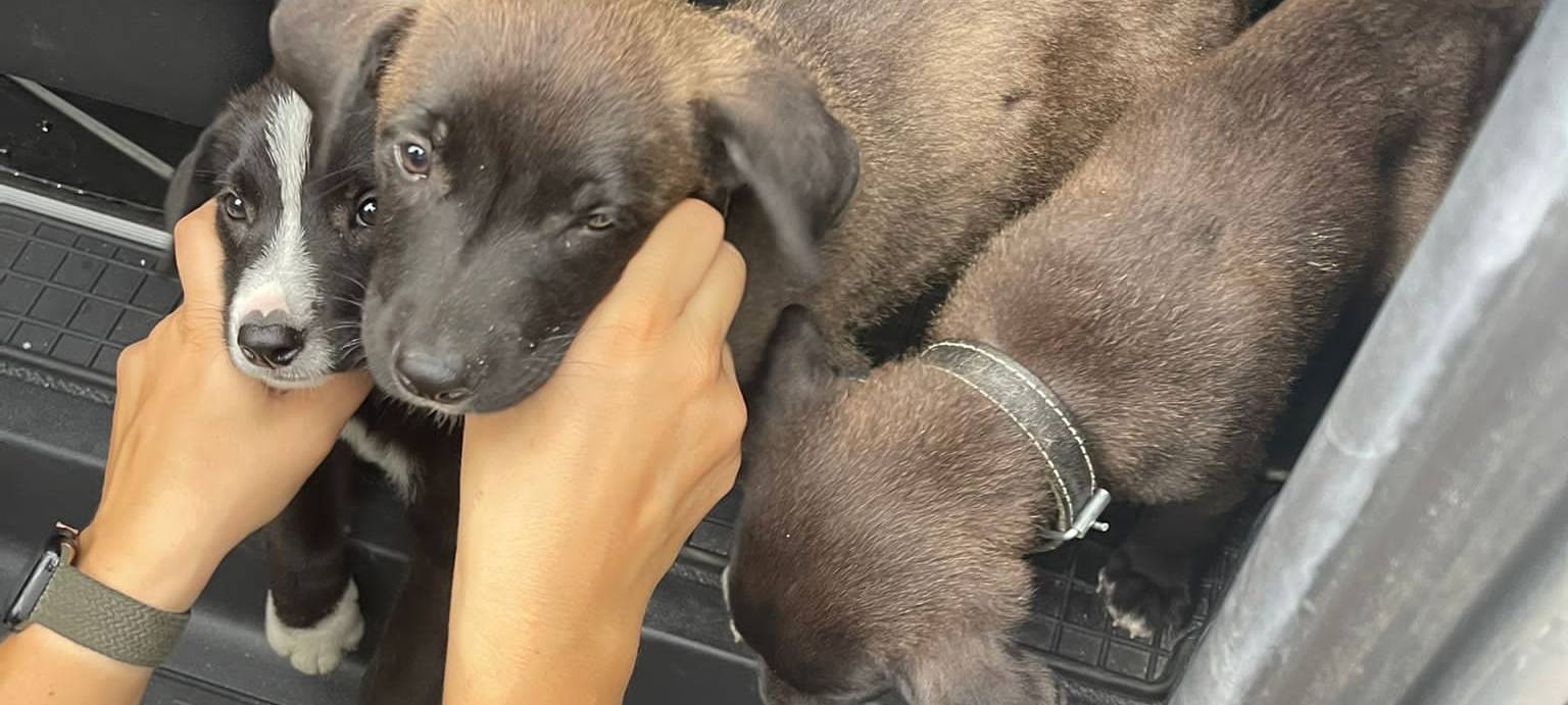 Polizei befreit Hundewelpen