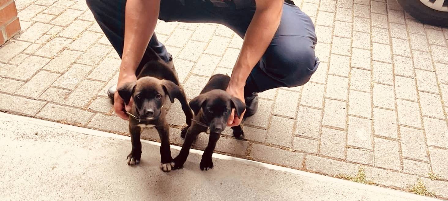 Polizei befreit Hundewelpen
