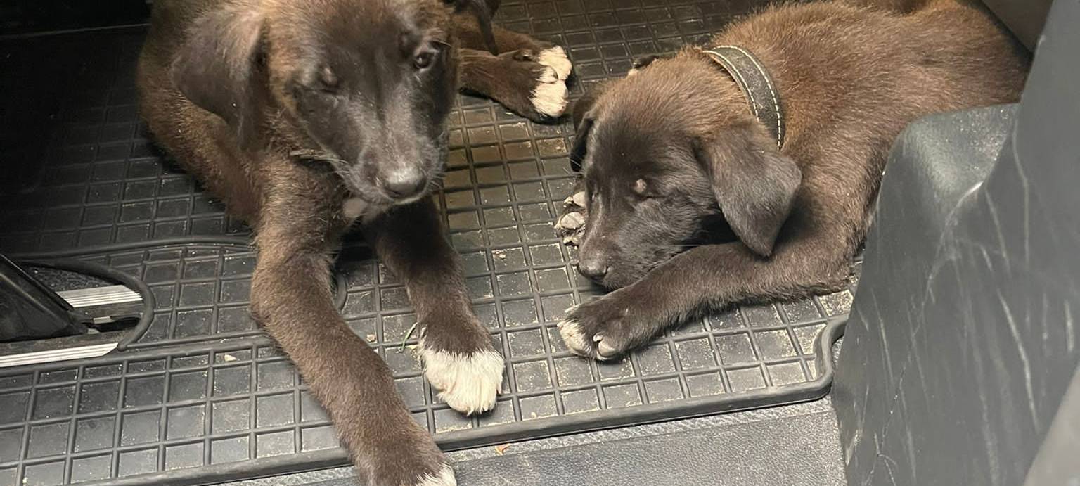 Polizei befreit Hundewelpen