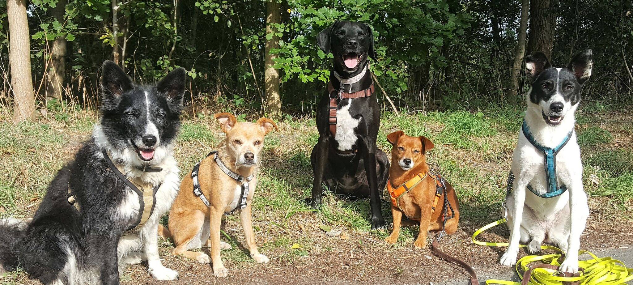 Hundebetreuung in Münster