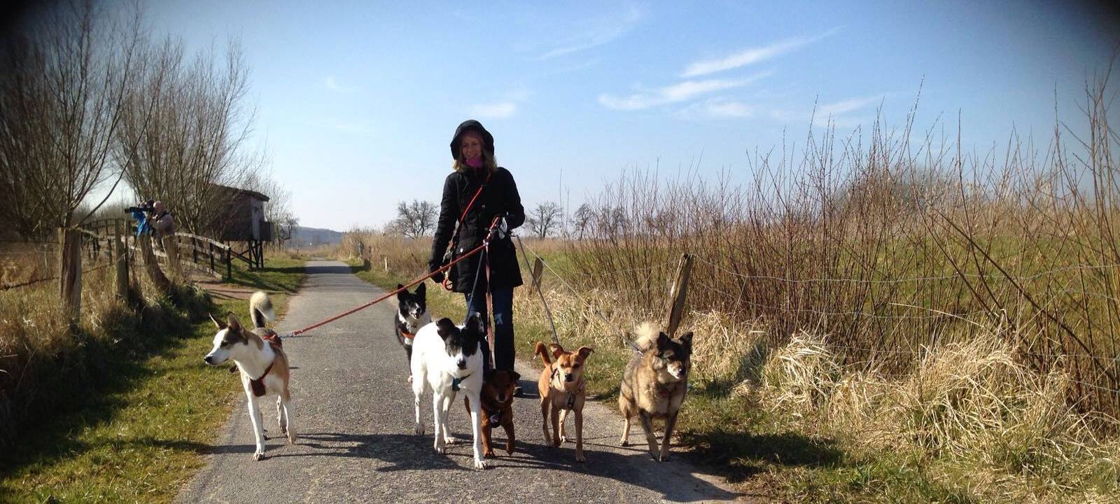 Hundebetreuung in Münster