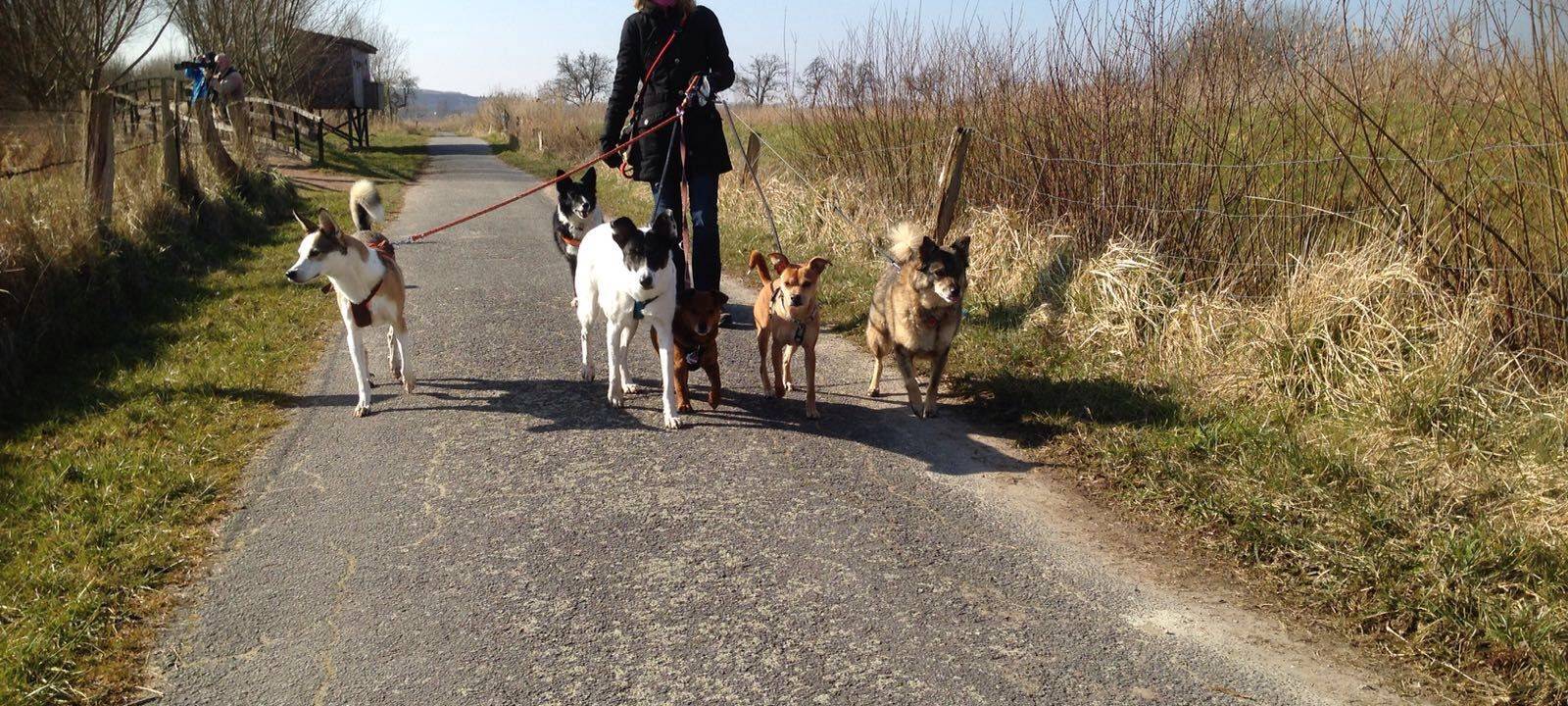 Hundebetreuung in Münster