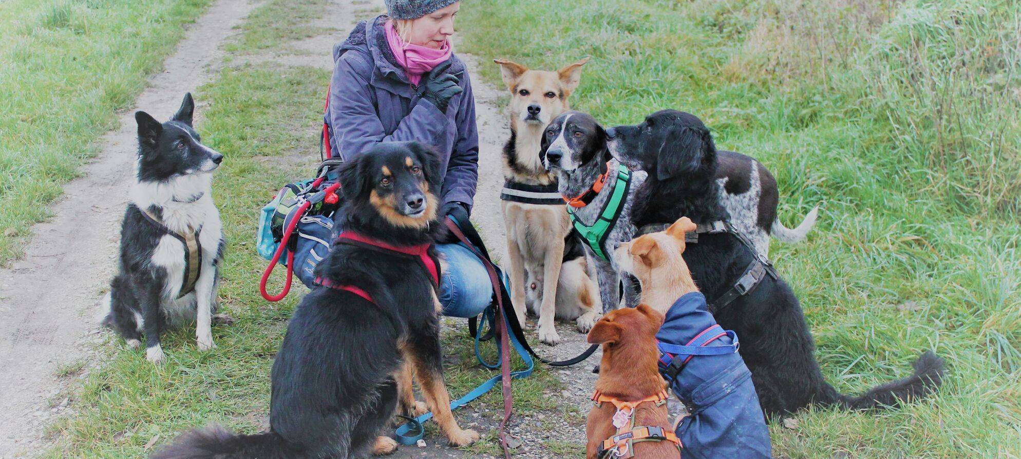 Hundebetreuung in Münster