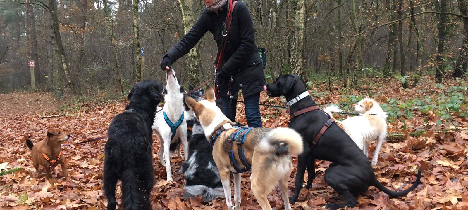 Hundebetreuung in Münster
