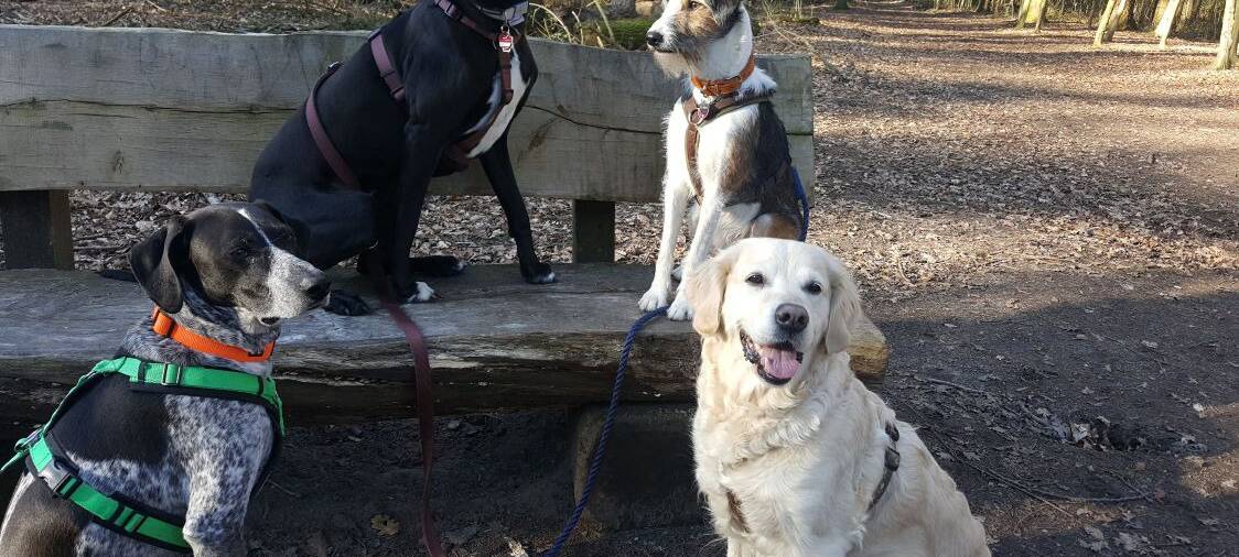 Hundebetreuung in Münster