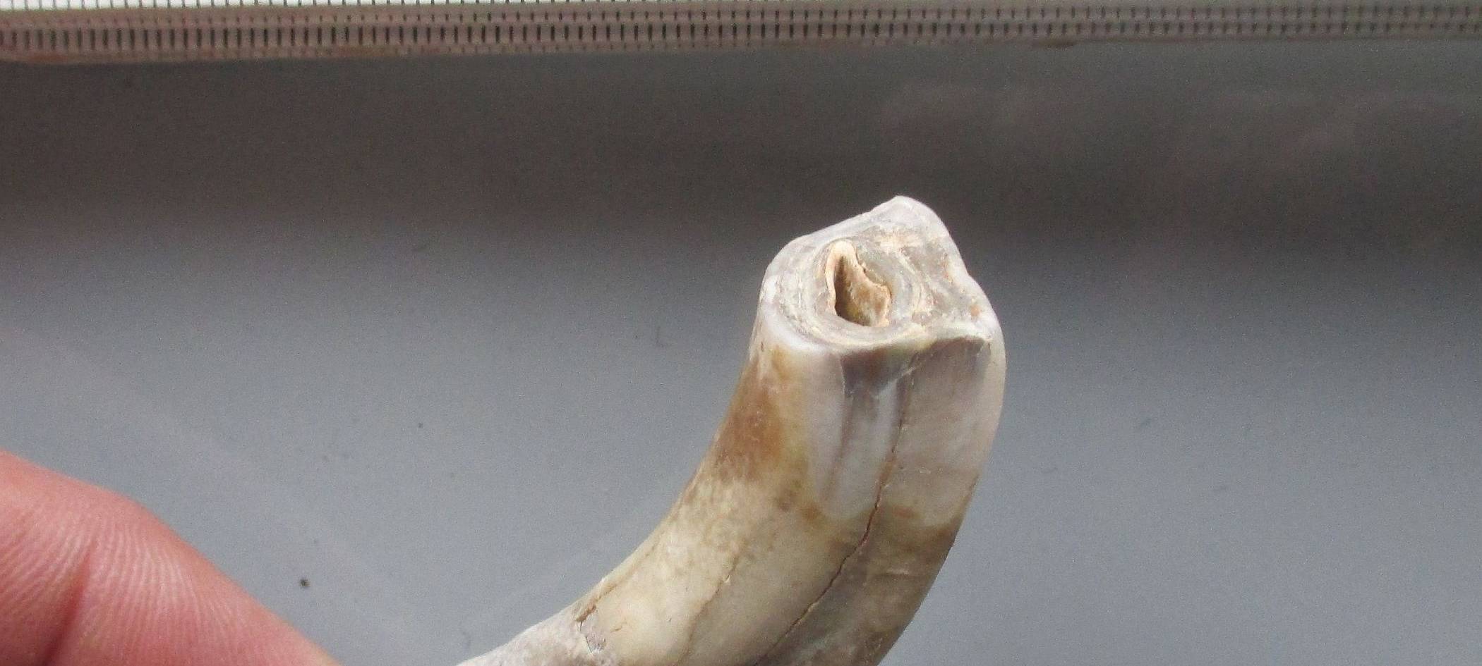 Ein "Eiszeit-Zoo" zieht um