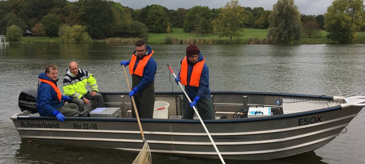 Fische zählen im Aasee