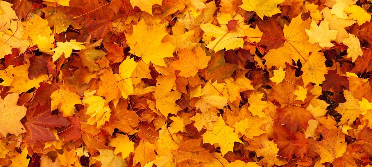 Noch viel Herbstlaub auf den Straßen