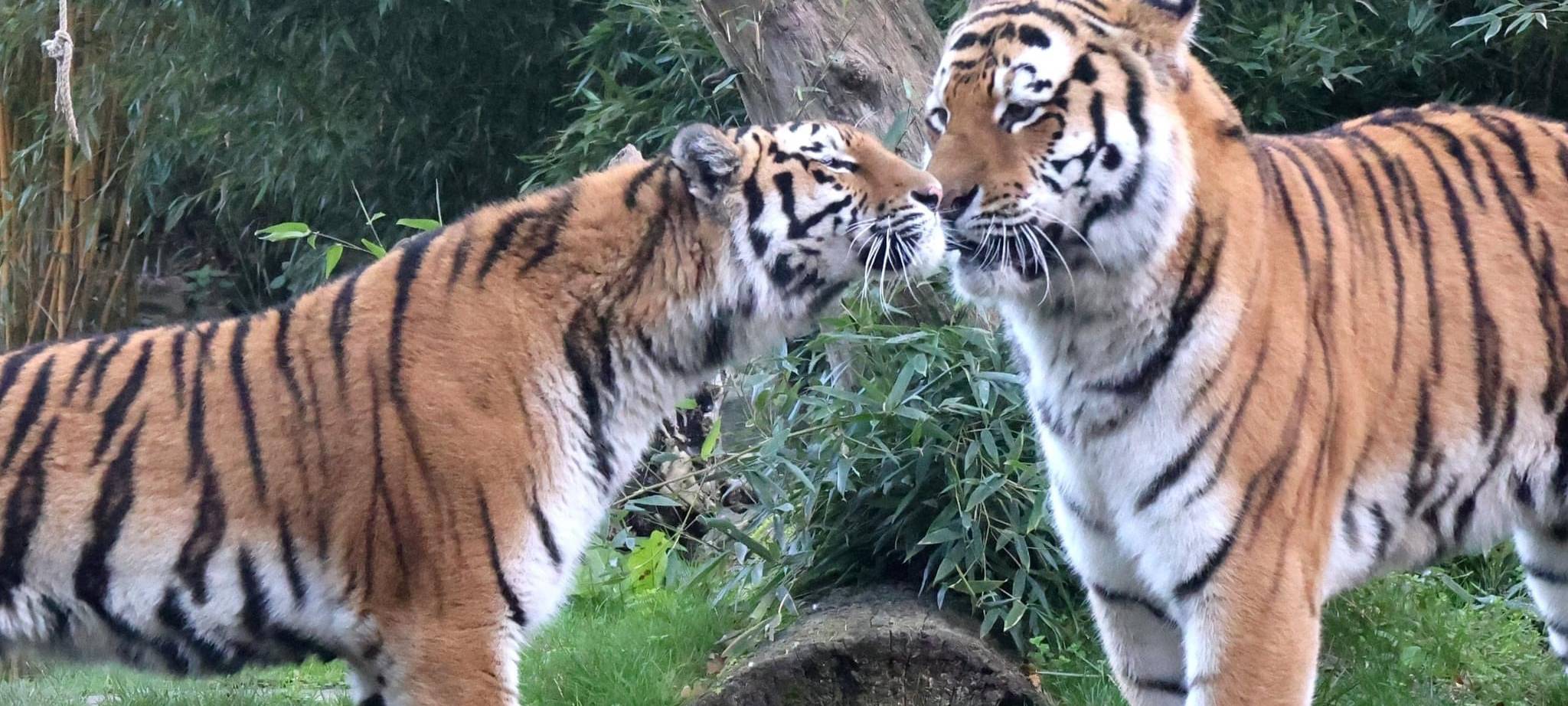 ANTENNE-Patentigerin Raya ist Mama geworden